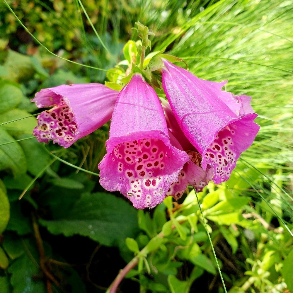 Meet your Posher, Donna